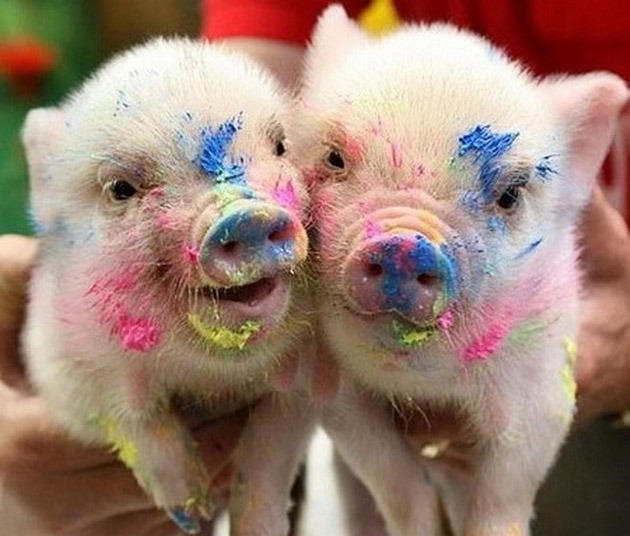 keep scrolling for 20 of the cutest pig picturs!!