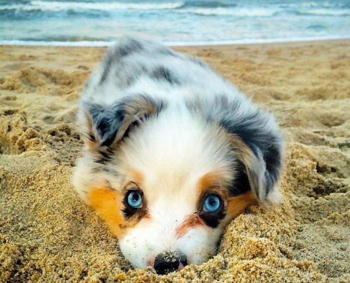 22 Adorable Puppy Pictures 793075791