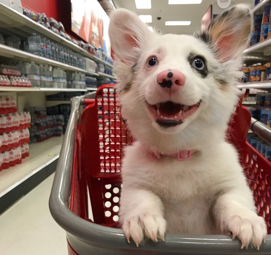 22 Adorable Puppy Pictures 831752256