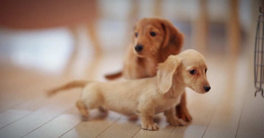 22 Adorable Puppy Pictures 940944797
