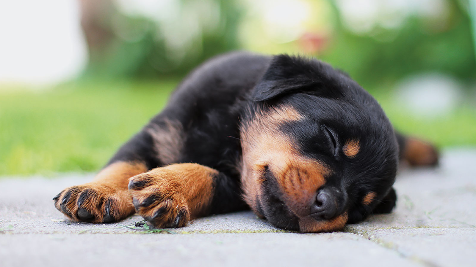 22 Adorable Puppy Pictures 1730407691