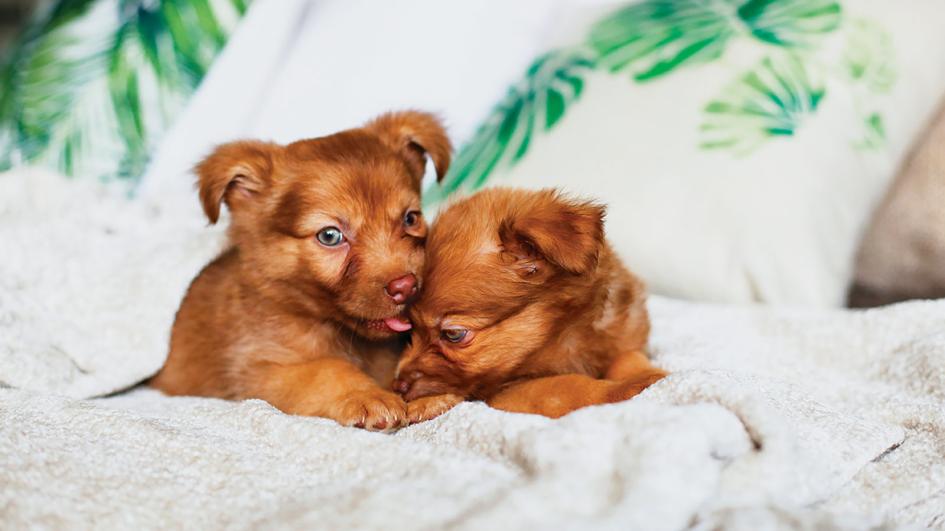 22 Adorable Puppy Pictures 984902027