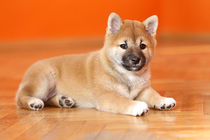 22 Adorable Puppy Pictures 691260194