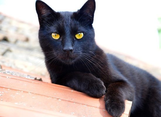 8 Fascinating Facts About Black Cats