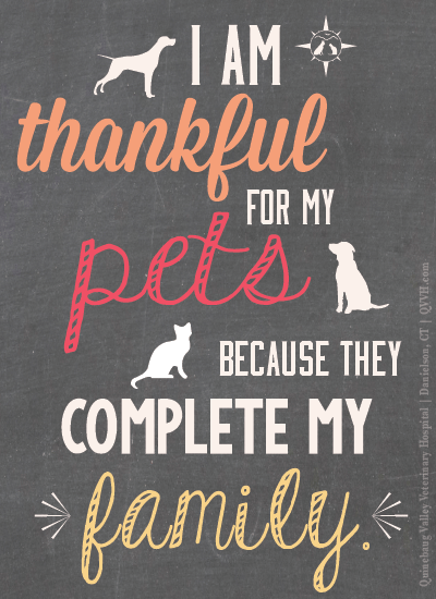 20 Special Quotes For Pet Lovers 146534898