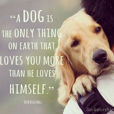 20 Special Quotes For Pet Lovers 993605022