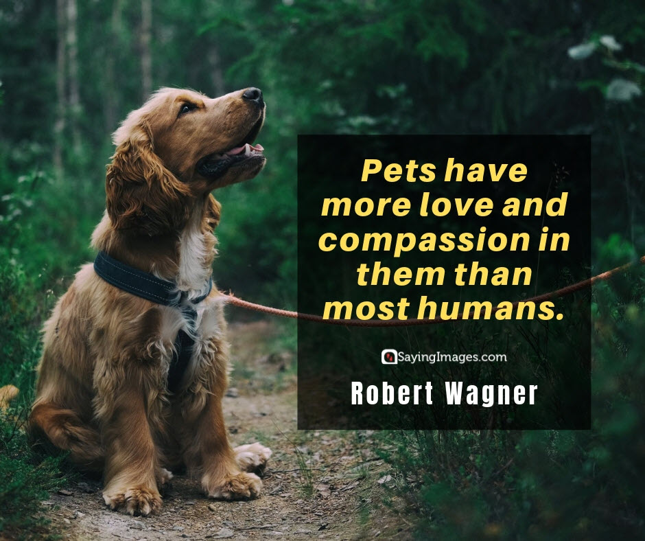 20 Special Quotes For Pet Lovers 771723332