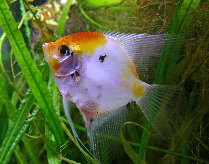 12 Of The Coolest Angelfish Pictures 2008565909