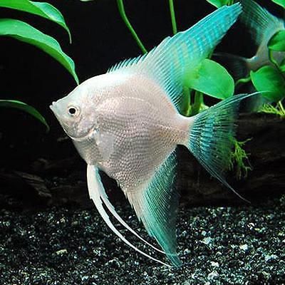 12 Of The Coolest Angelfish Pictures 1043519662