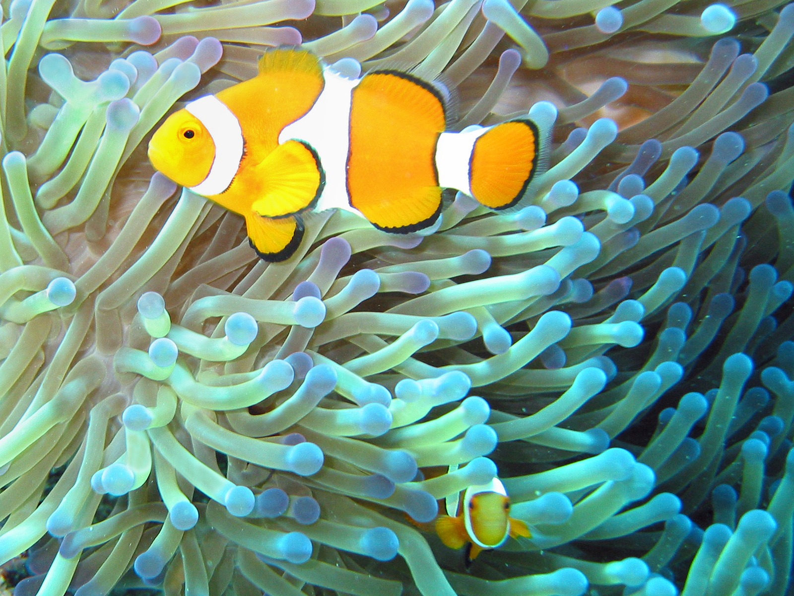 13 Awesome Clown Fish Pictures 1579541641