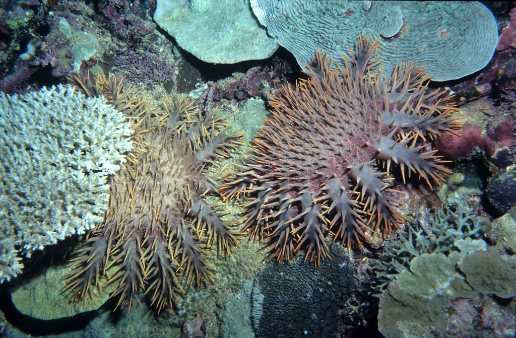 10 Of The Coolest Crown-of-thorns starfish Pictures 1298863685
