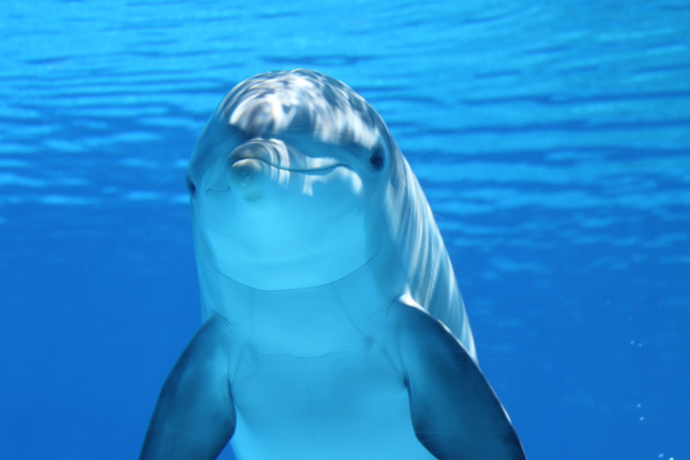 16 Of The Most Amazing Dolphin Pictures 1056980283