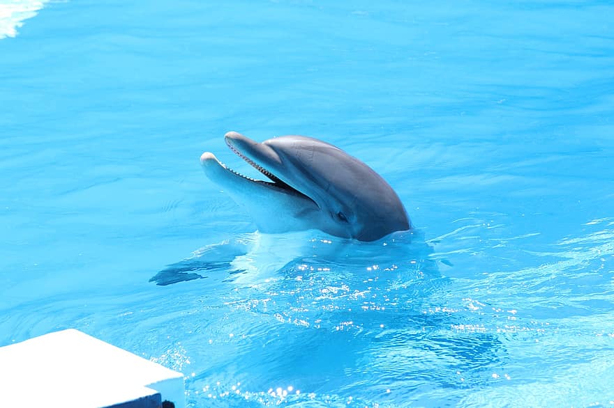 16 Of The Most Amazing Dolphin Pictures 1918630929