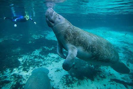 16 Awesome Photos Of The Dugong 925477156