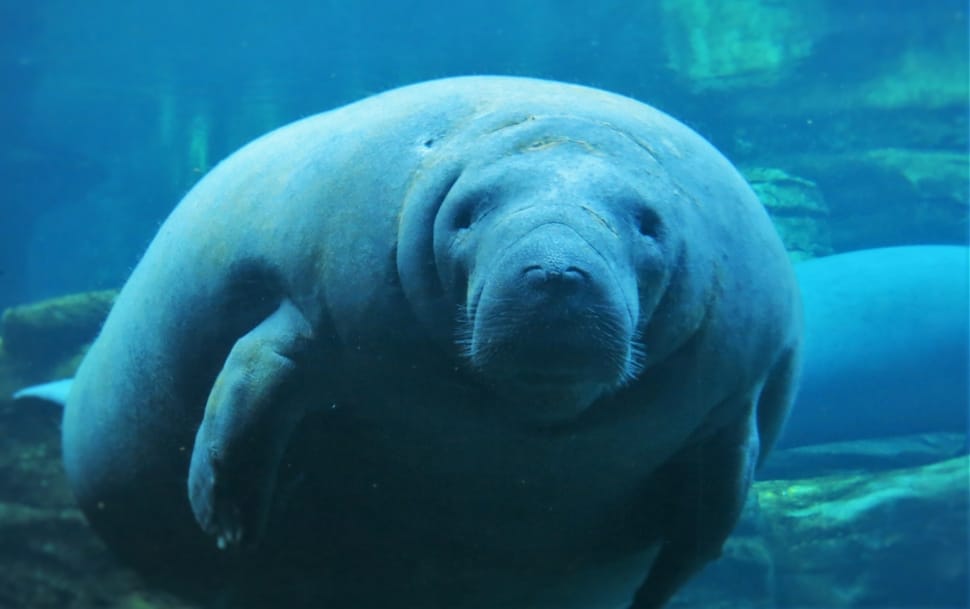 16 Awesome Photos Of The Dugong 1275773722
