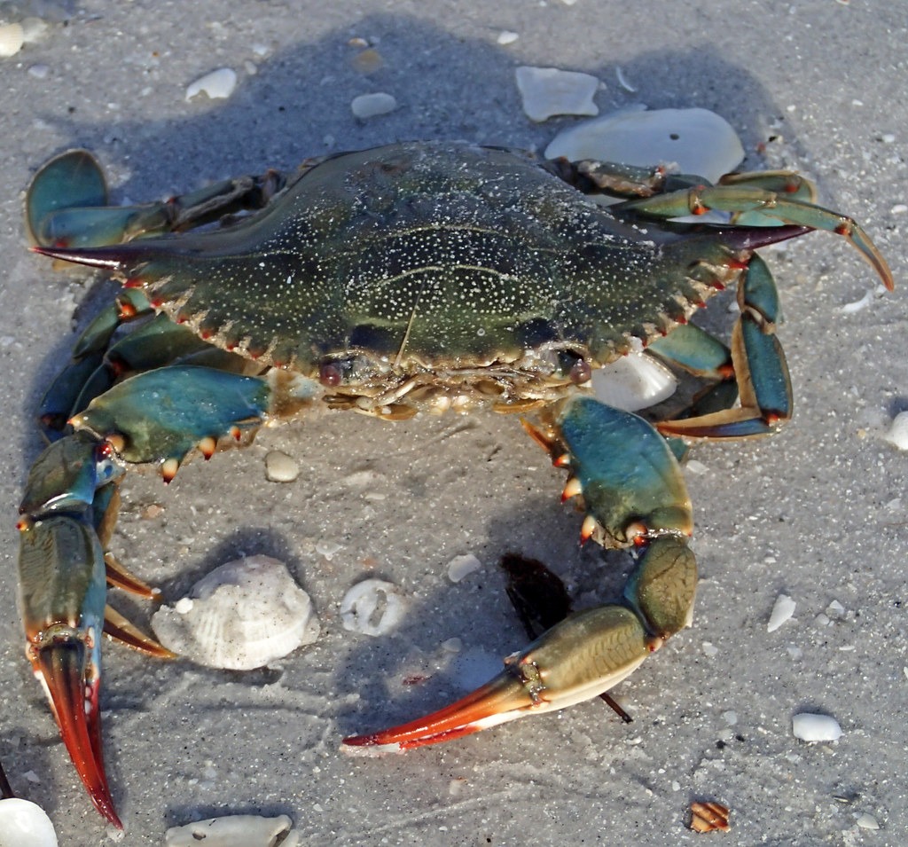 10 Amazing Pictures Of The Blue Crab 826848569