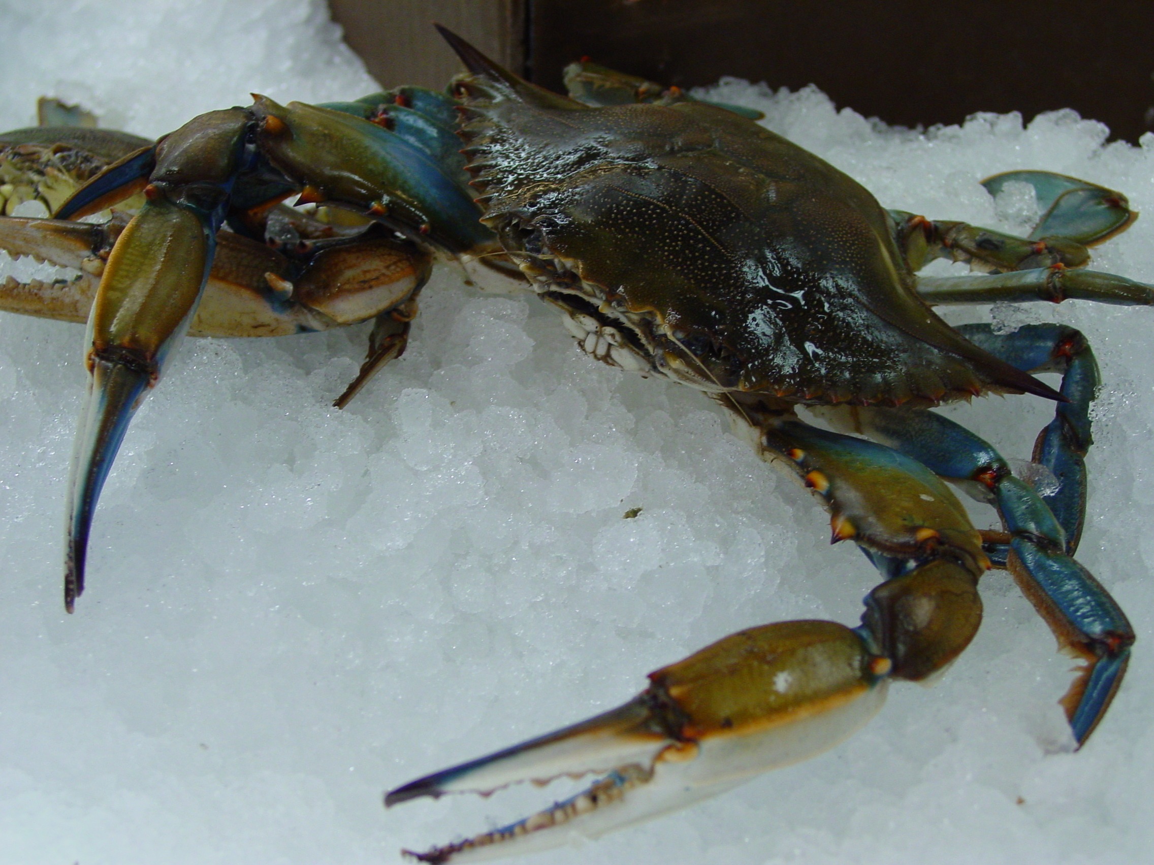 10 Amazing Pictures Of The Blue Crab 352244443