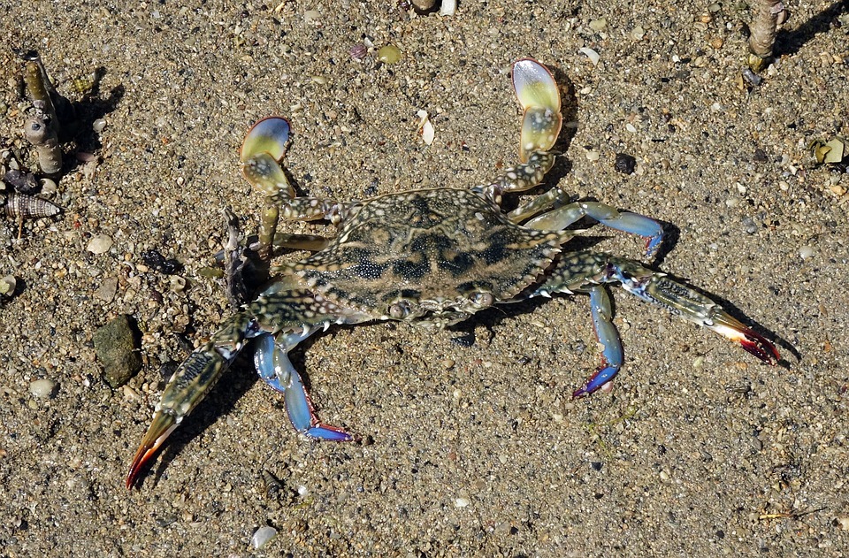 10 Amazing Pictures Of The Blue Crab 1406430840